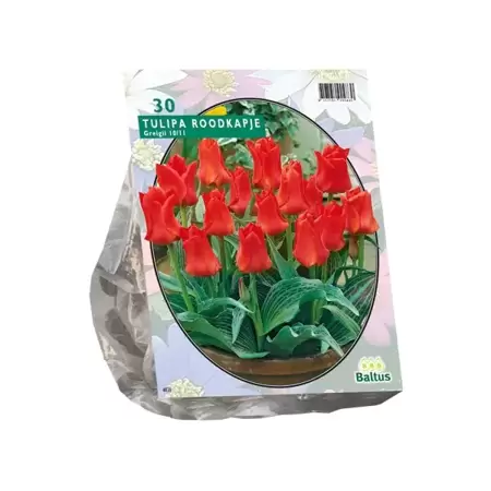 Tulipa Roodkapje Greigii per 25