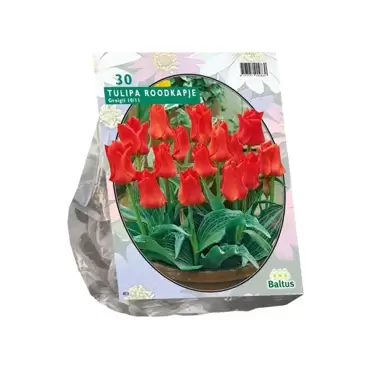 Tulipa Roodkapje Greigii per 25