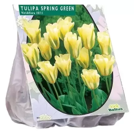 Tulipa Spring Green, Viridiflora Per 12