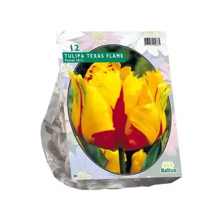 Tulipa Texas Flame Parkiet per 12
