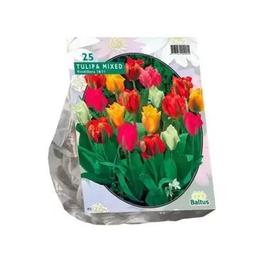 Tulipa Viridiflora Mix per 25