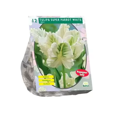 Tulipa White Parrot Parkiet per 12