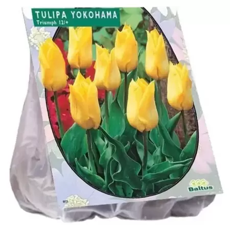 Tulipa Yokohama, Triumph Per 20