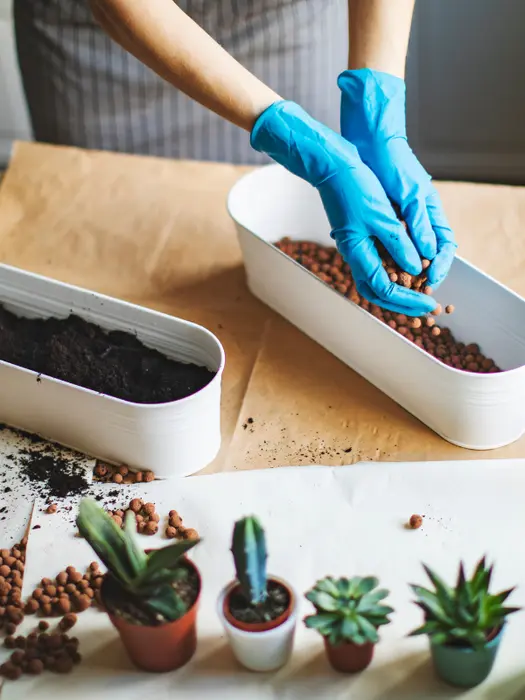 Verzorging Planten