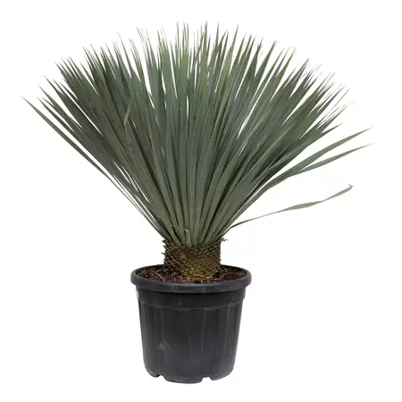 Yucca rostrata - Palmlelie 40-50 cm c10
