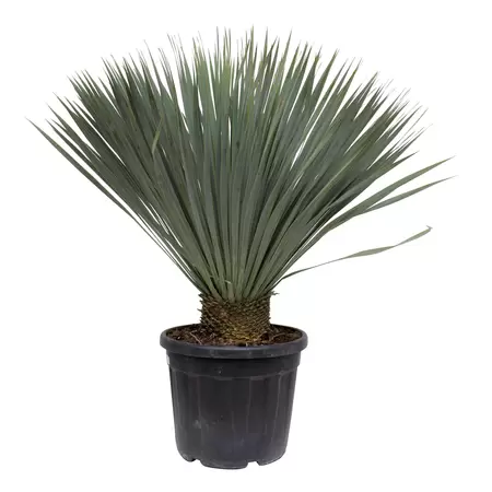 Yucca rostrata - Palmlelie 80-90 cm c35